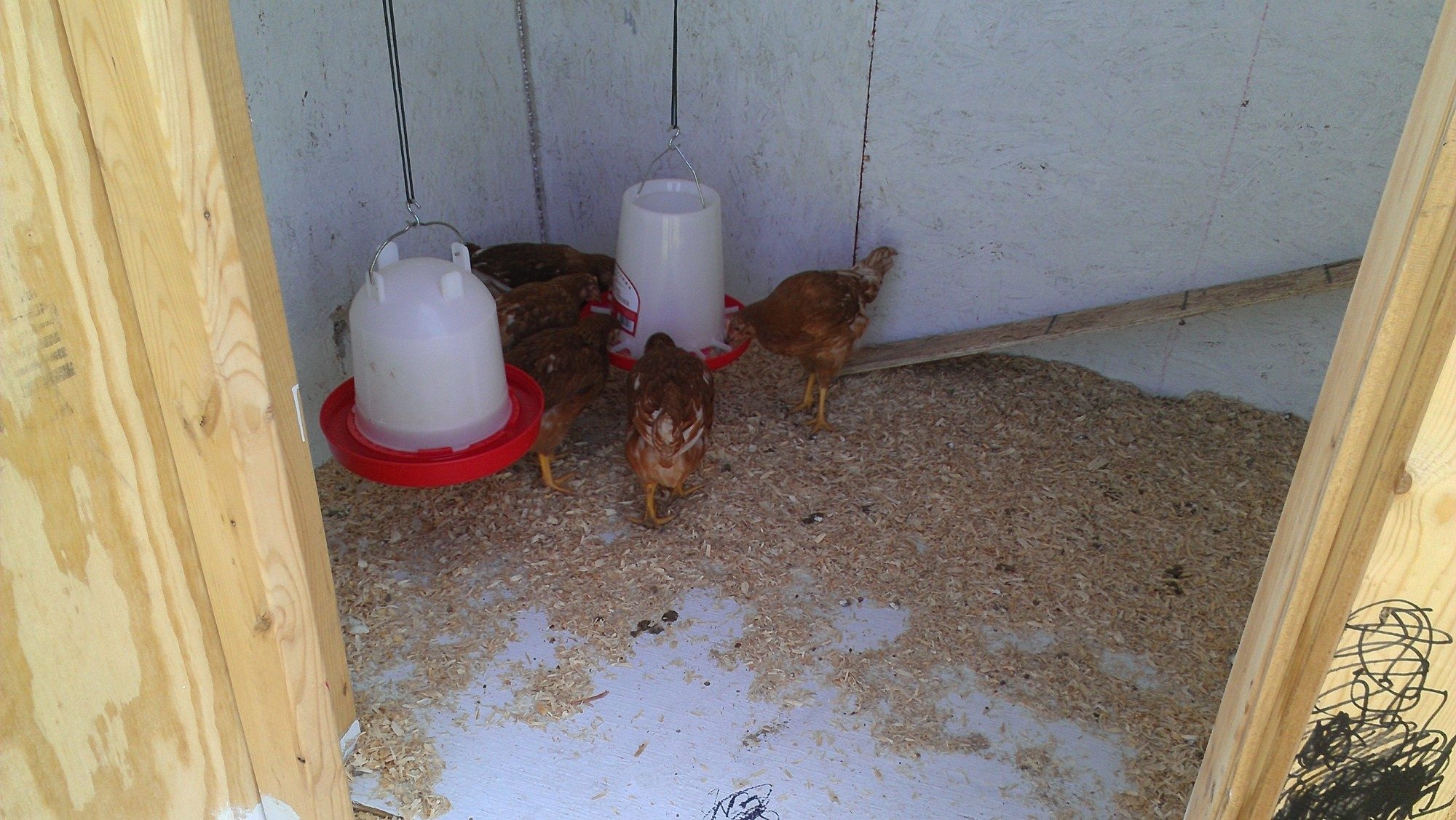 Golden Comet Pullets

Inside coop