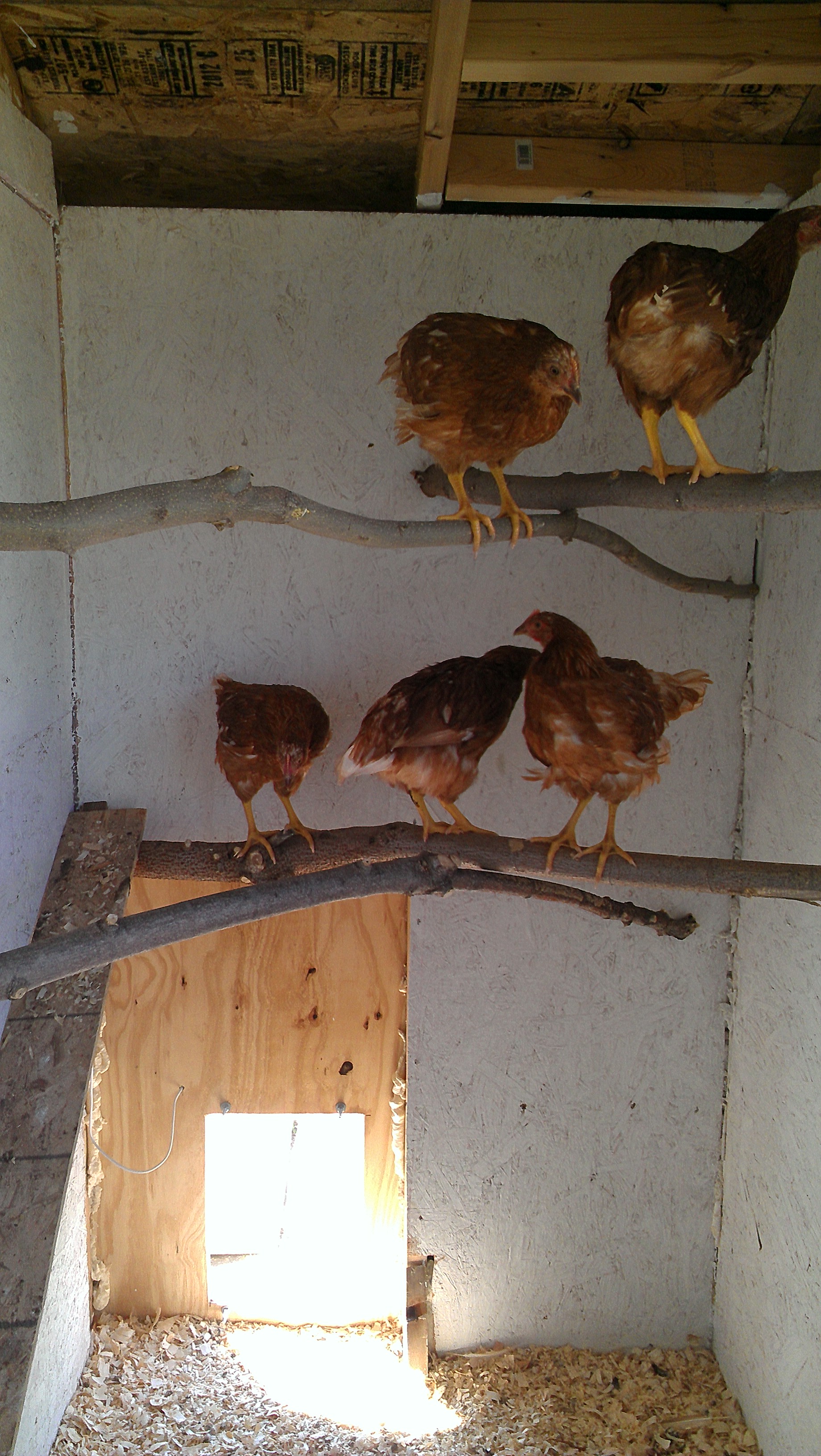 Golden Comet Pullets

Roosts
