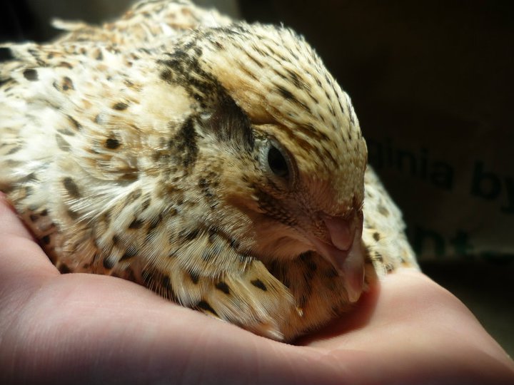 golden corturnix quail