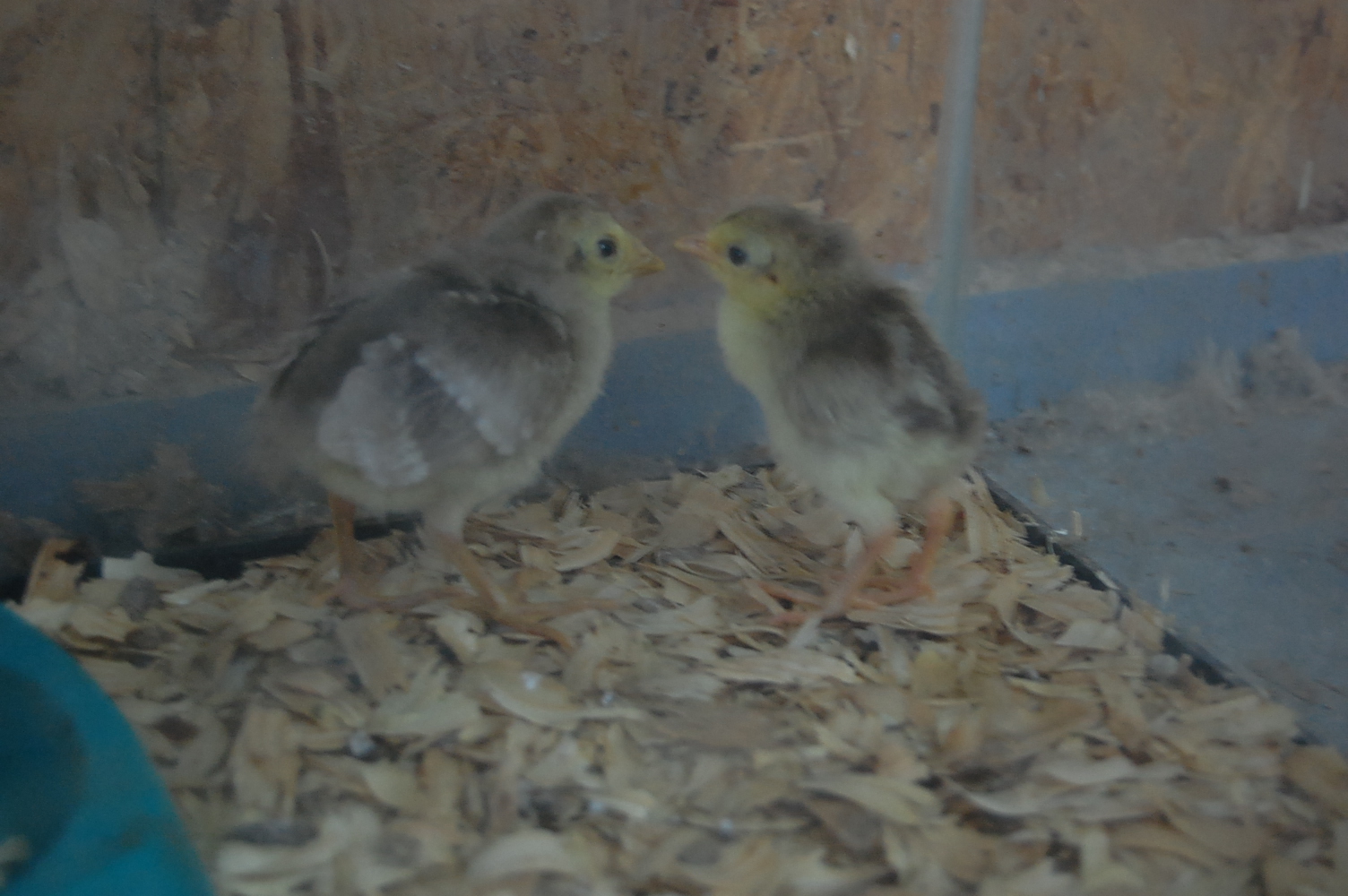 golden crest pheasant chicks :D