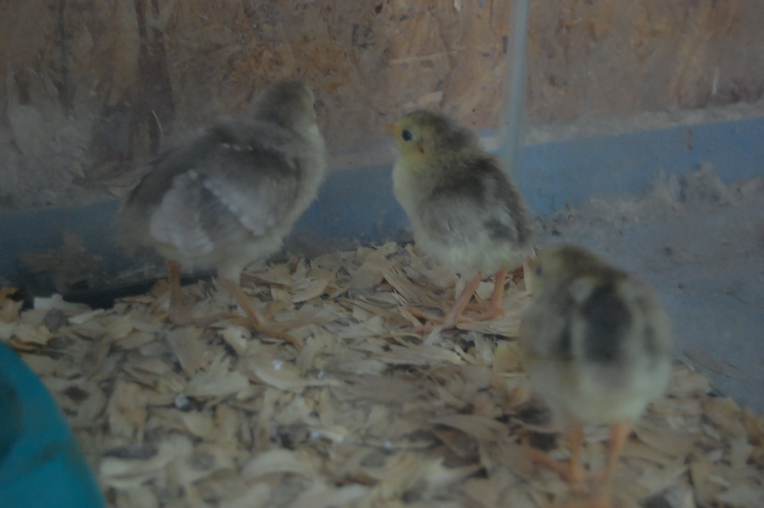 golden crest pheasant chicks :D
