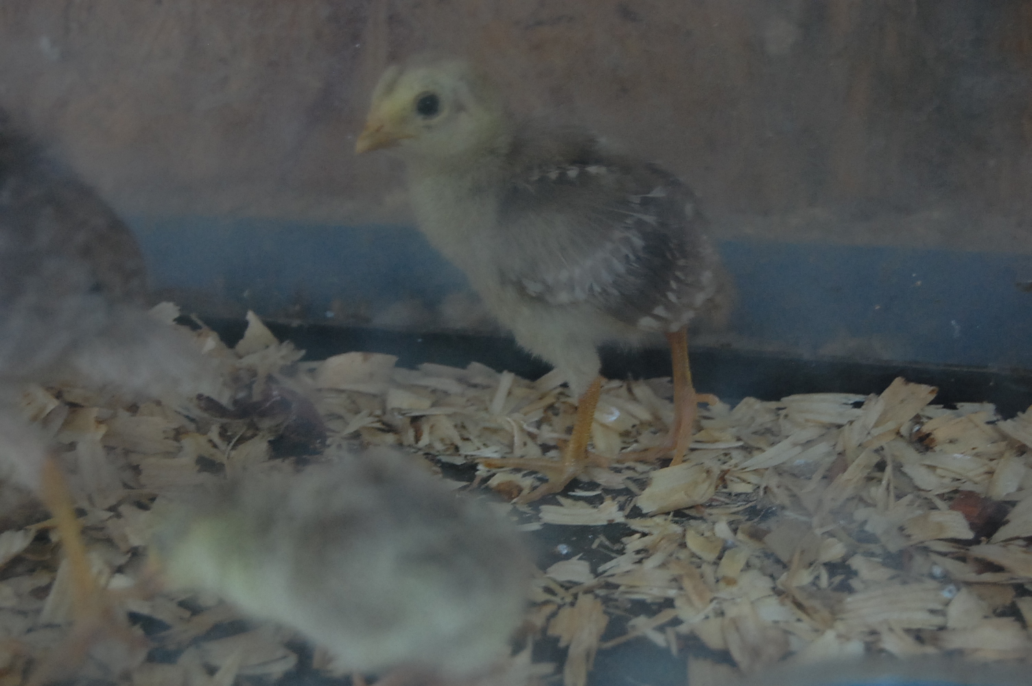 golden crest pheasant chicks :D
