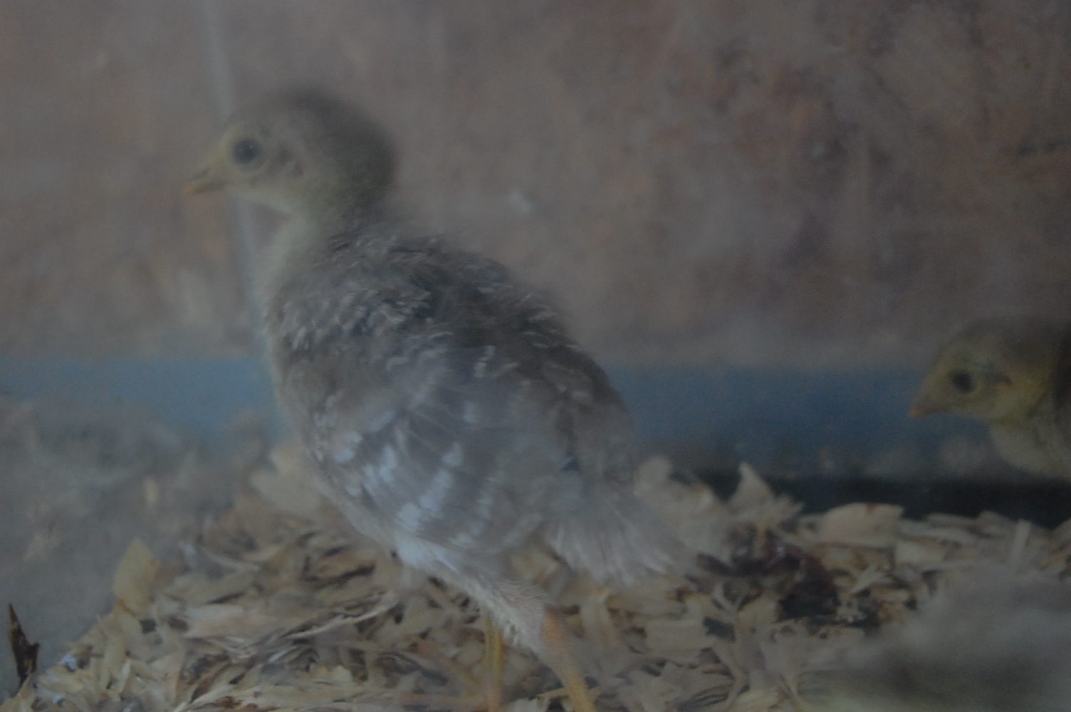 golden crest pheasant chicks :D