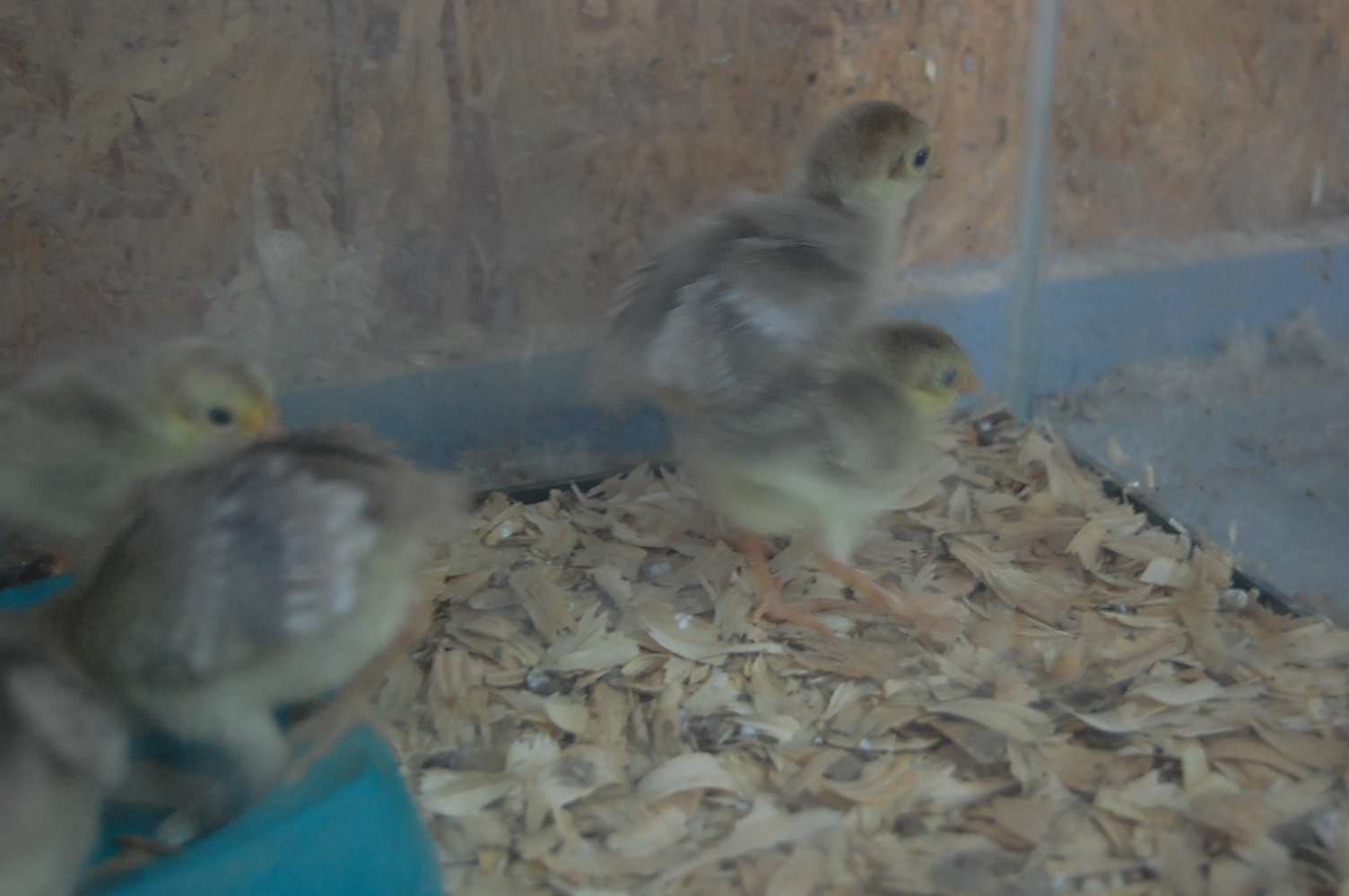 golden crest pheasant chicks :D