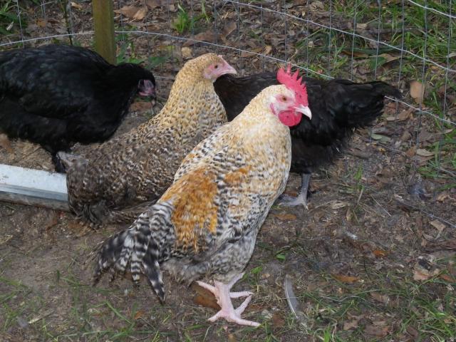 Golden Cuckoo Marans young pair from the Braden line. 