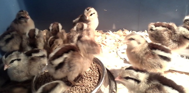 Golden Duckwing Phoenix chicks- first day home and doing well.