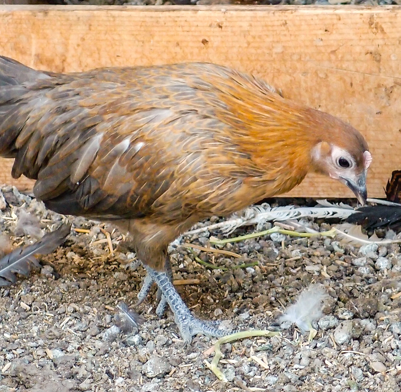 Golden Dun pullet