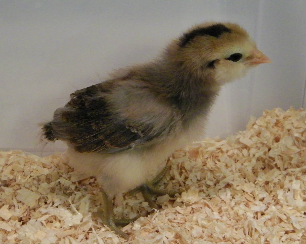 Golden Easter Egger @ 1 week old