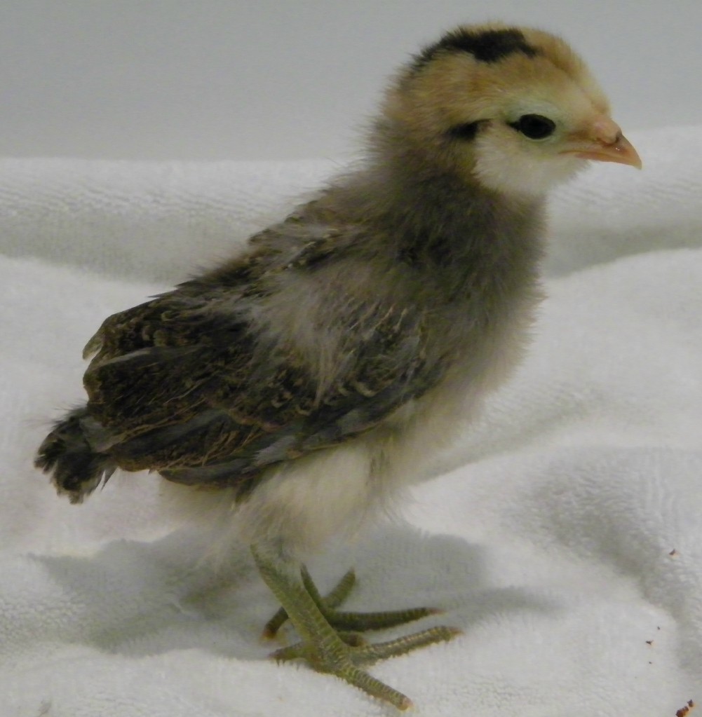 Golden Easter Egger @ 2 weeks old