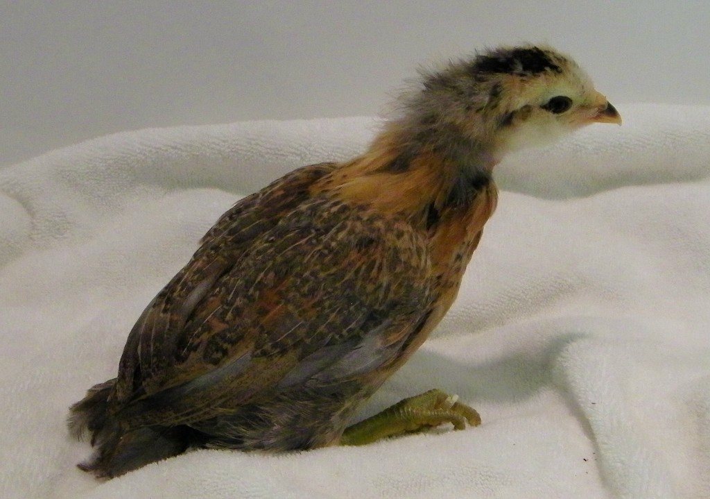 Golden Easter Egger @ 3.5 wks