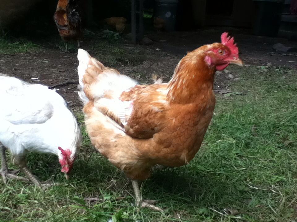 Golden Girl 2- Golden Comet