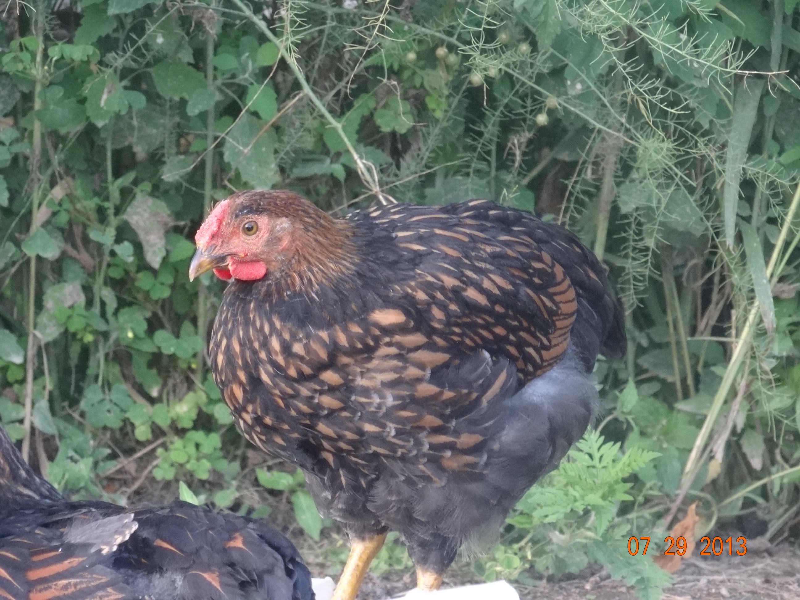 golden  lace ..wyandotte