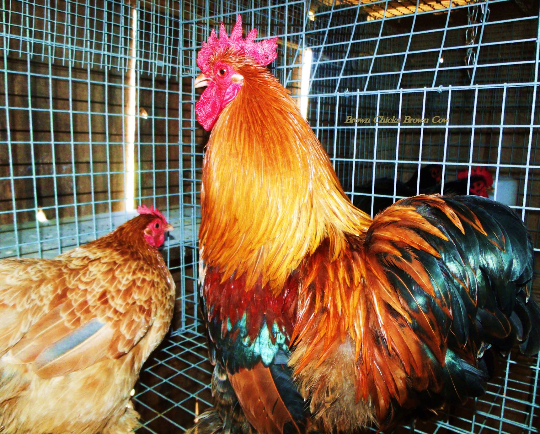Golden Laced Bantam Roo and Blue Wheaten Hen