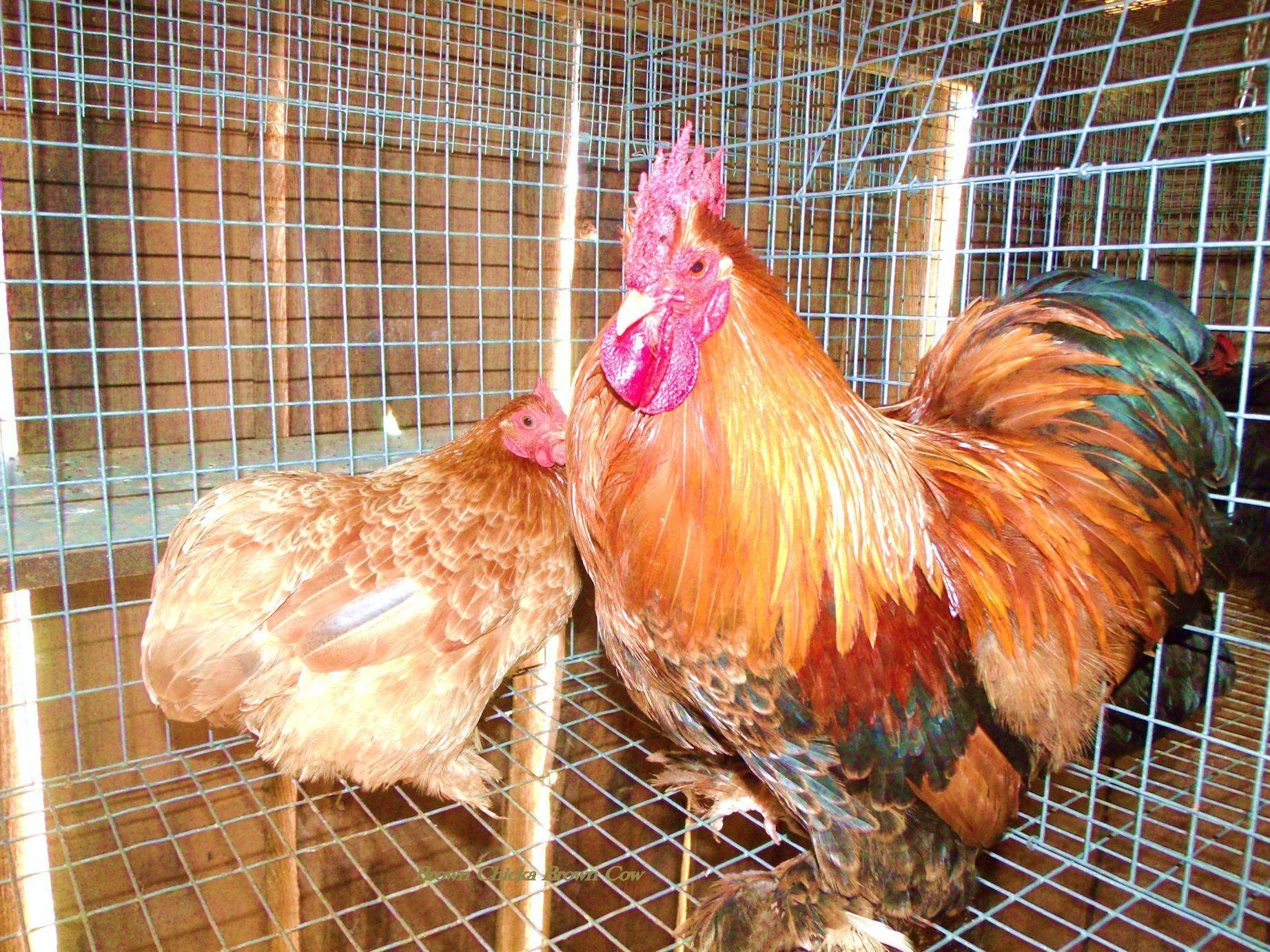 Golden Laced Bantam Roo and Blue Wheaten Hen