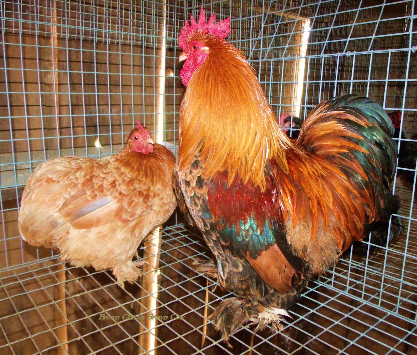 Golden Laced Bantam Roo and Blue Wheaten Hen
