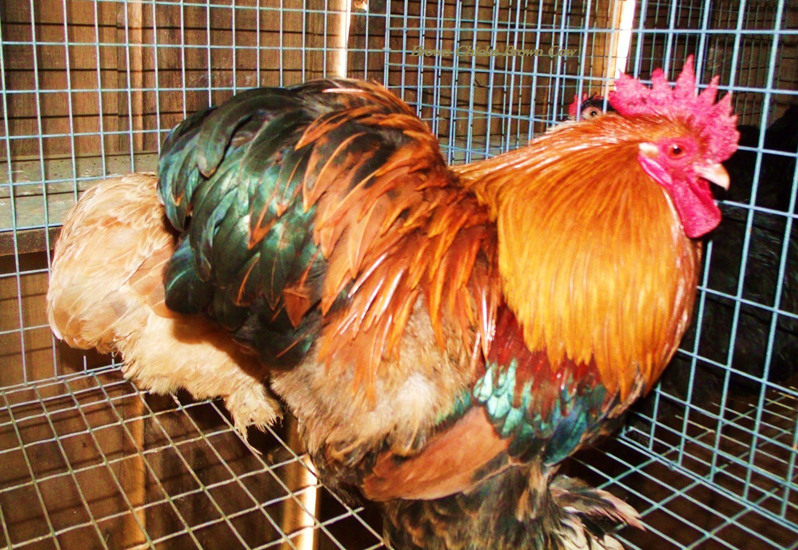 Golden Laced Bantam Roo and Blue Wheaten Hen