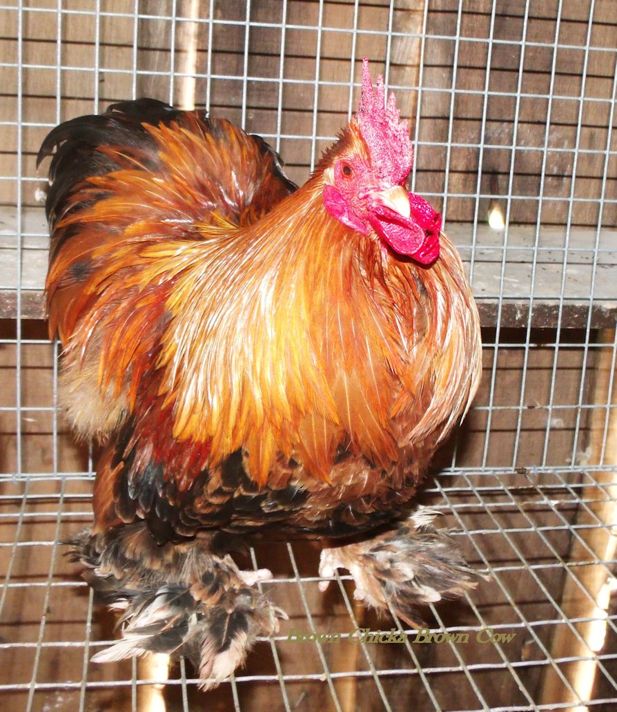 Golden Laced Bantam Roo