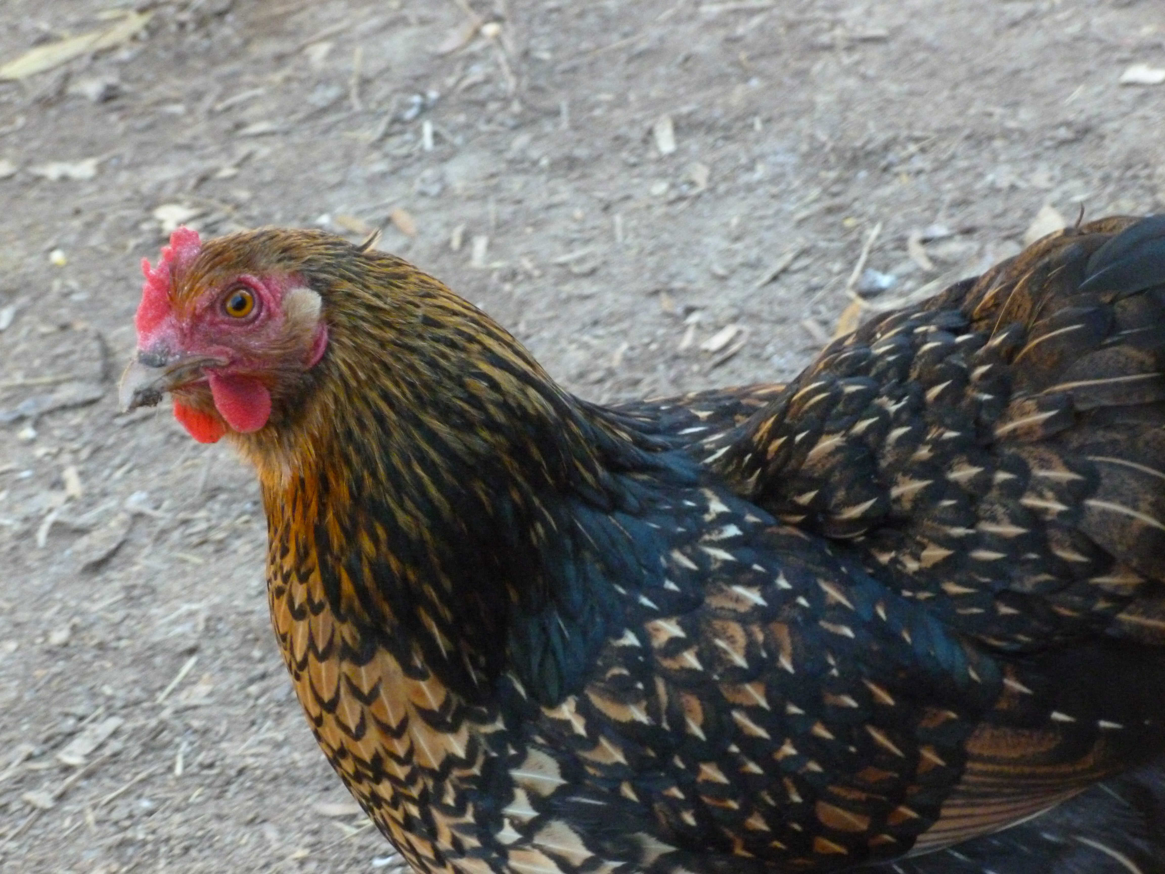 Golden laced cochin hen
