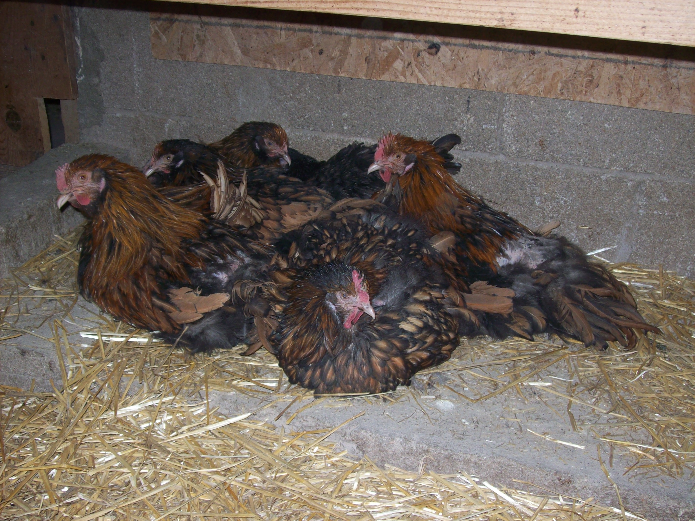 Golden Laced Orpington group - some are English imports and some our my own creation.