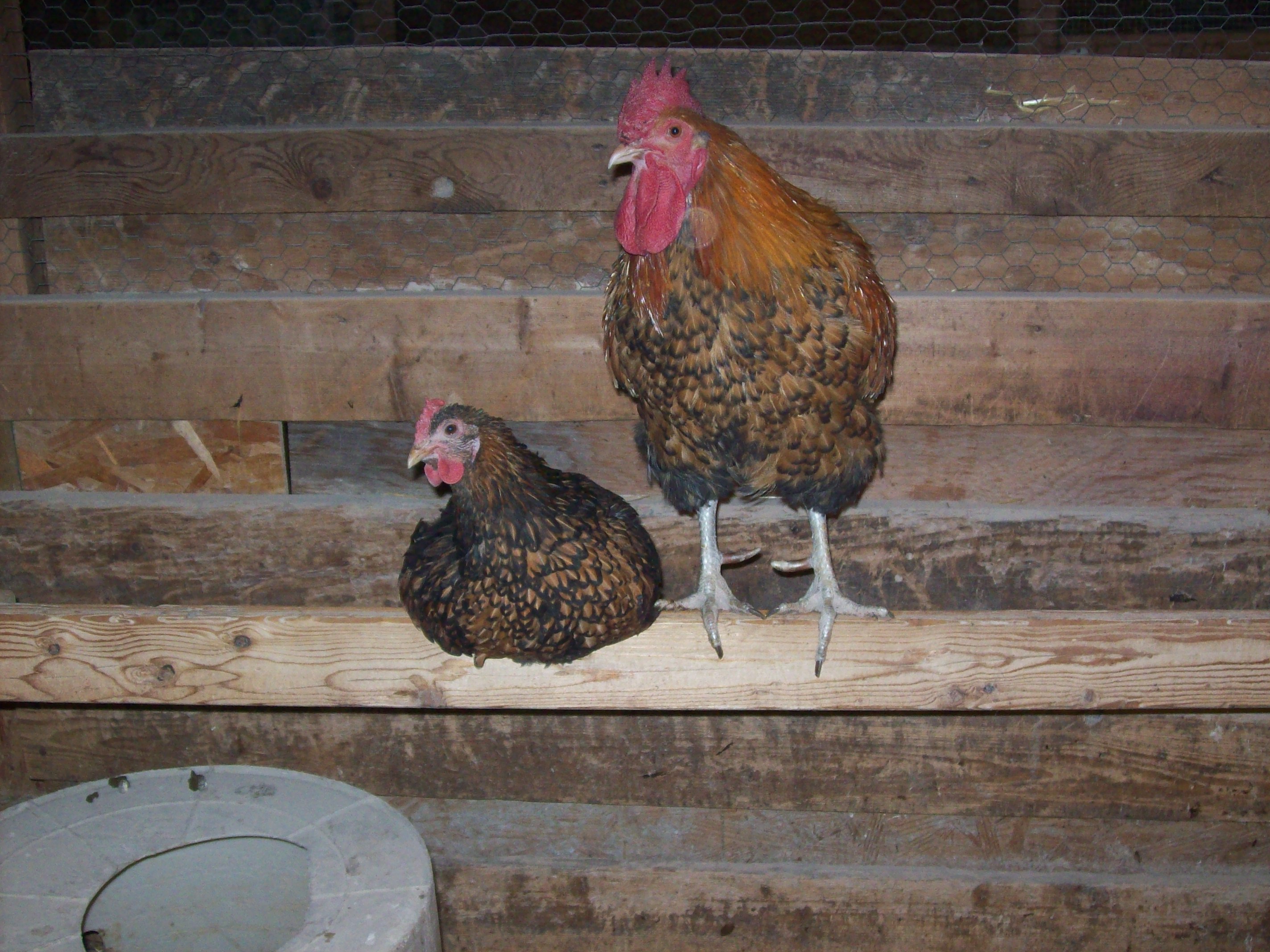 Golden Laced Orpingtons - My creation.
