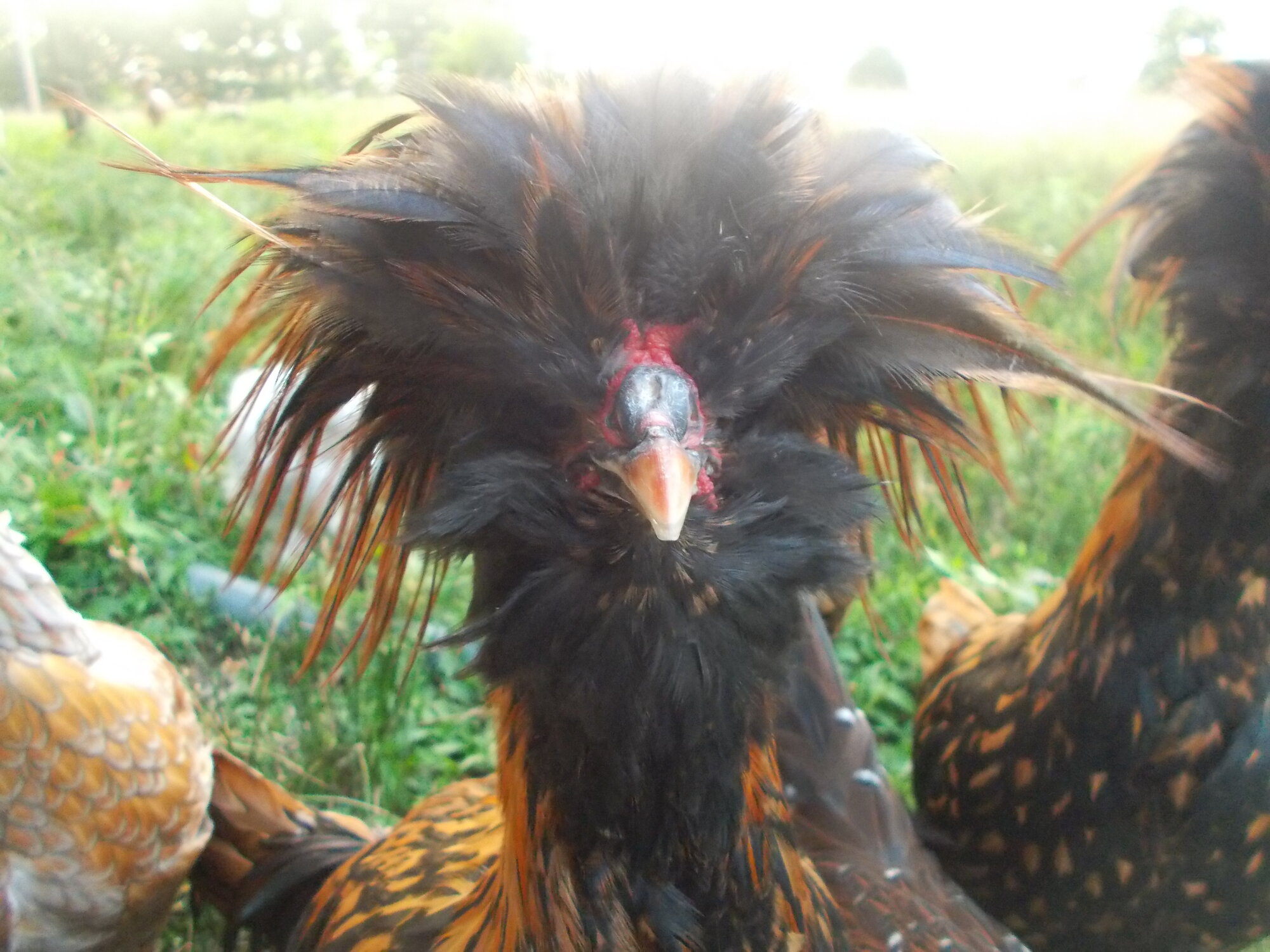 Golden laced polish cockerel