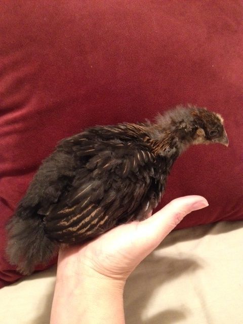 Golden Laced Wyadonette 3 weeks old