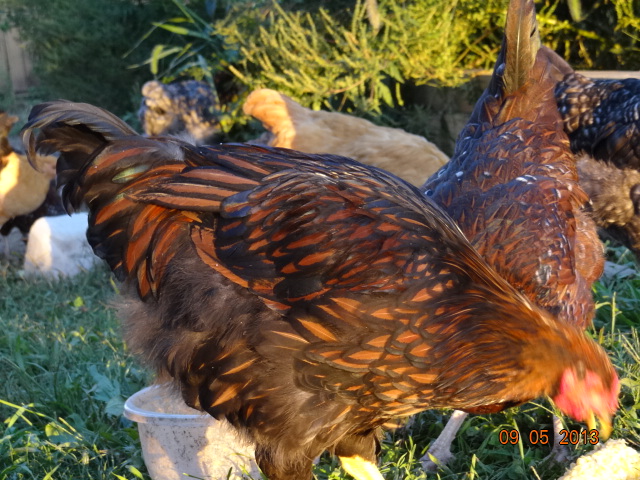 Golden Laced wyandot  12 weeks