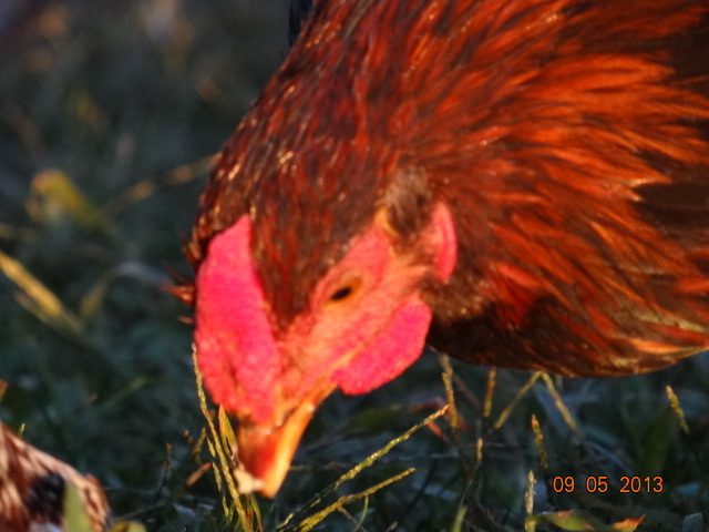 Golden Laced wyandot  12 weeks