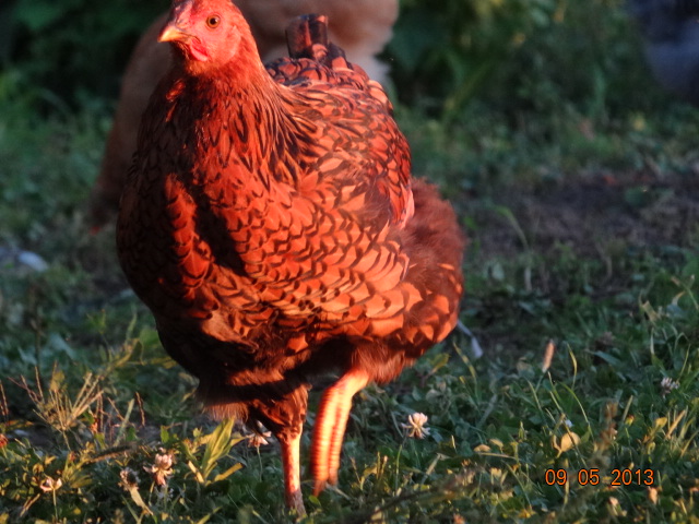 Golden Laced wyandot  12 weeks