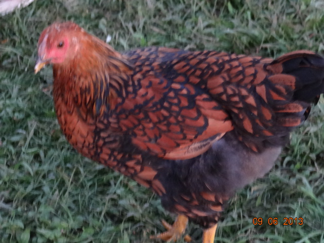 Golden Laced wyandot  12 weeks