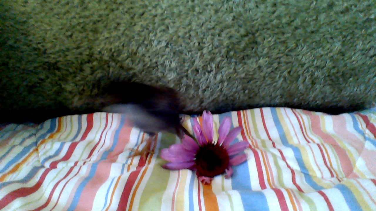 Golden Laced Wyandotte chick