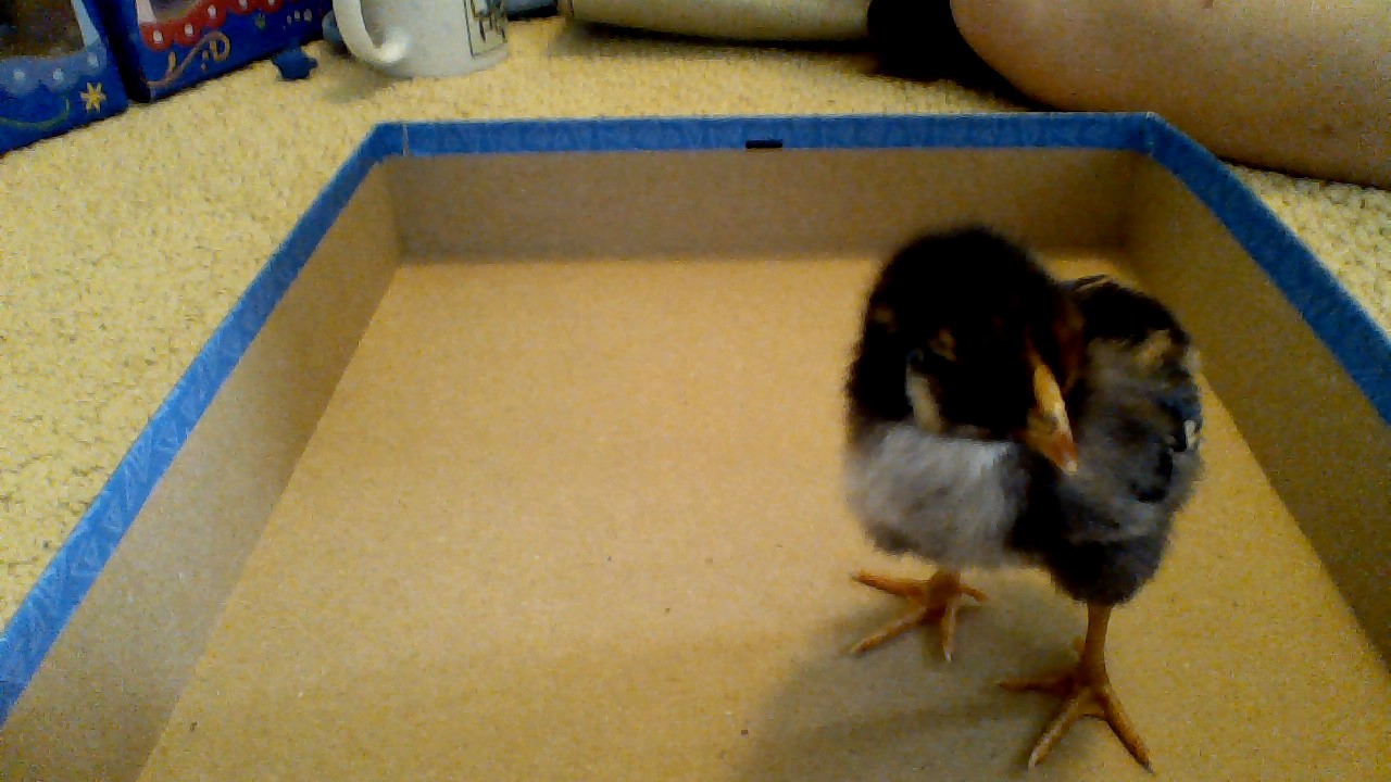 Golden Laced Wyandotte chick