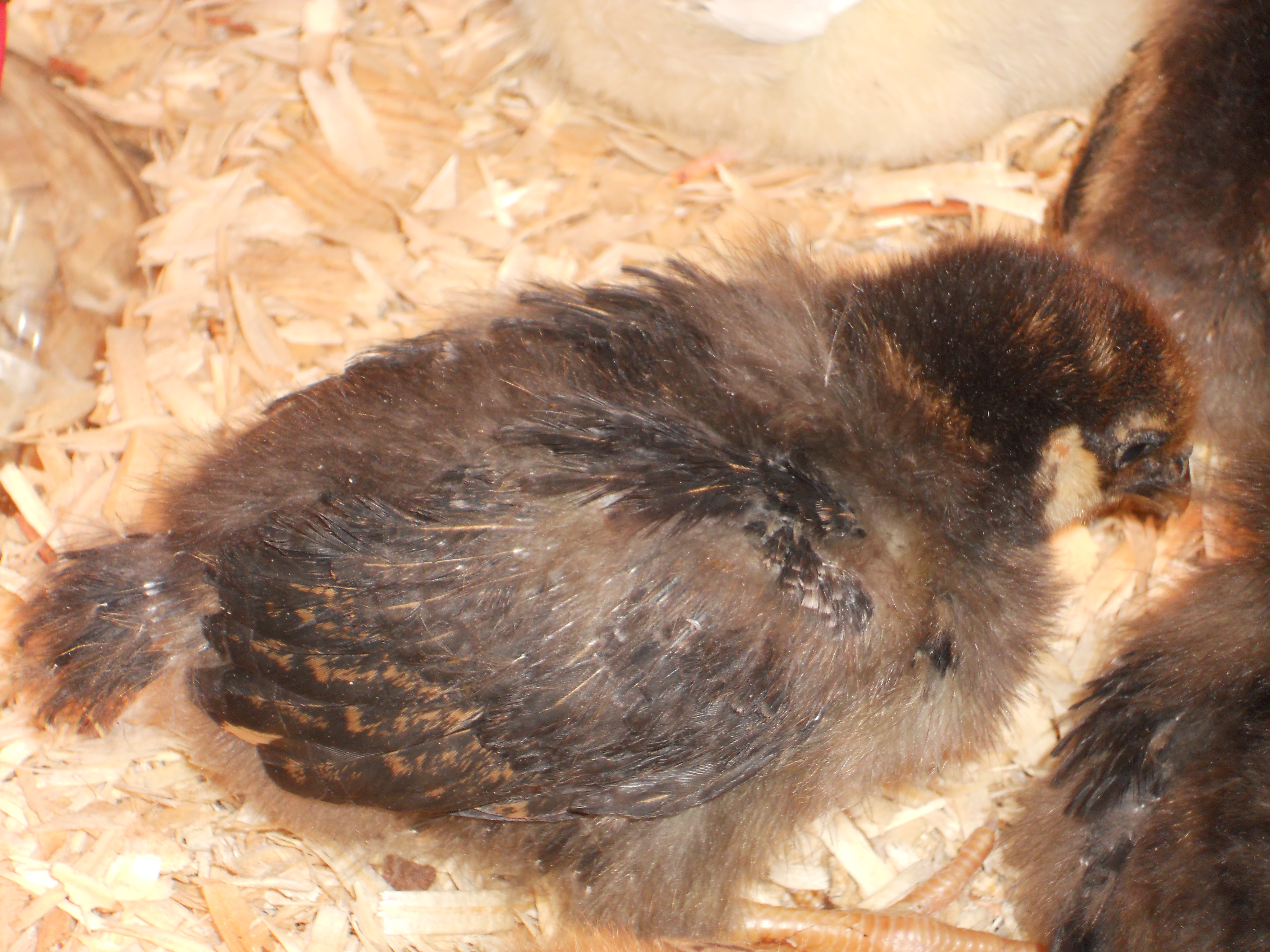 Golden laced wyandotte chick