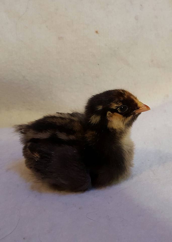 Golden Laced Wyandotte pullet