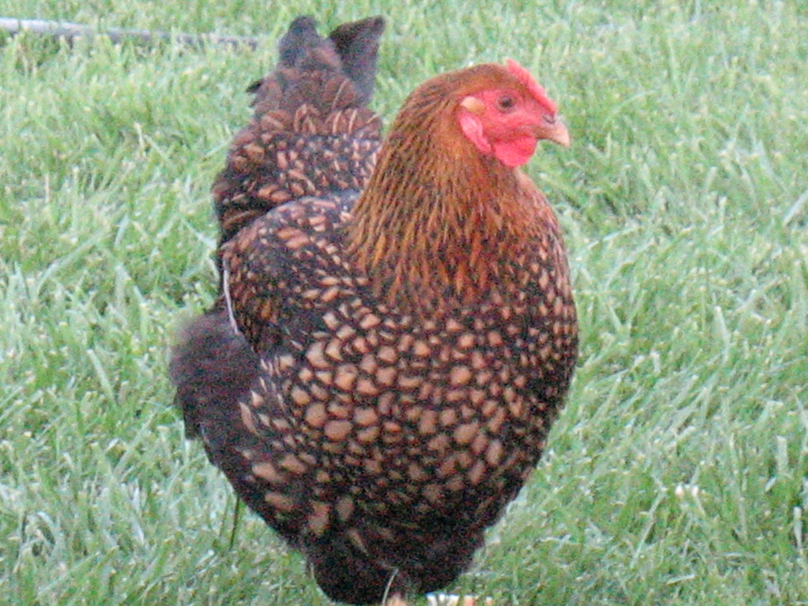 Golden Laced Wyandotte