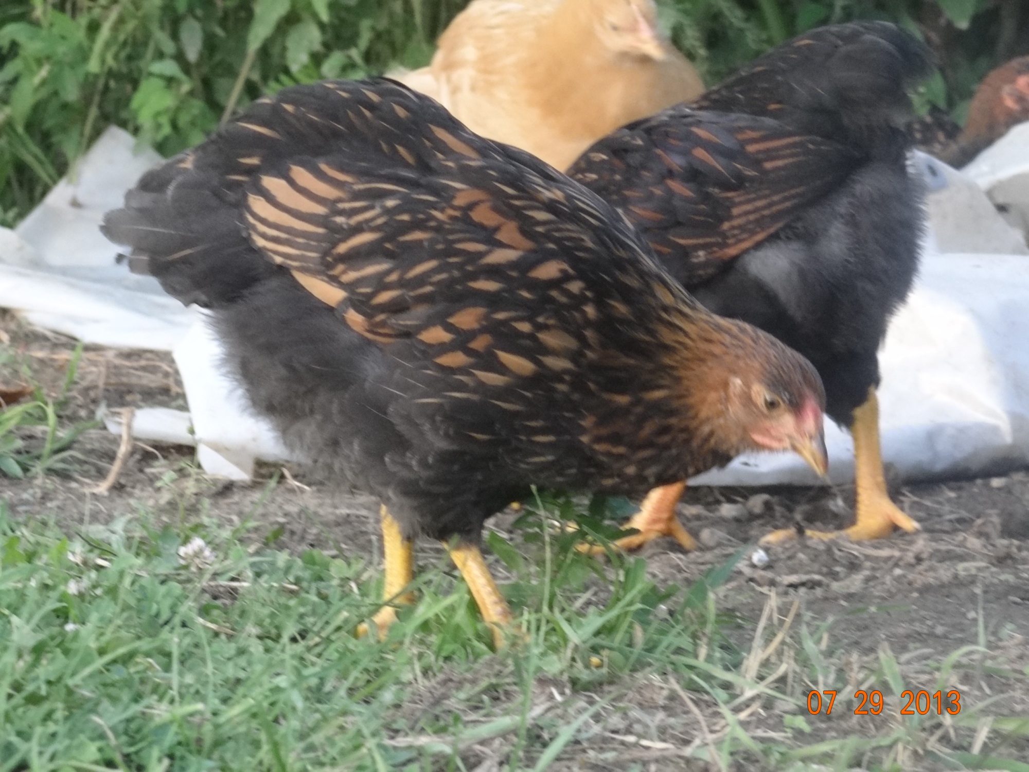 golden laced  wyandotte