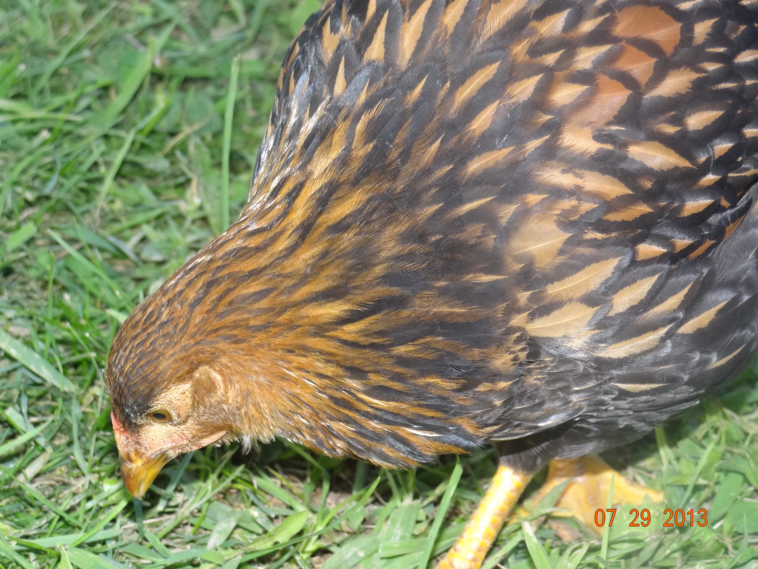 golden laced wyandotte