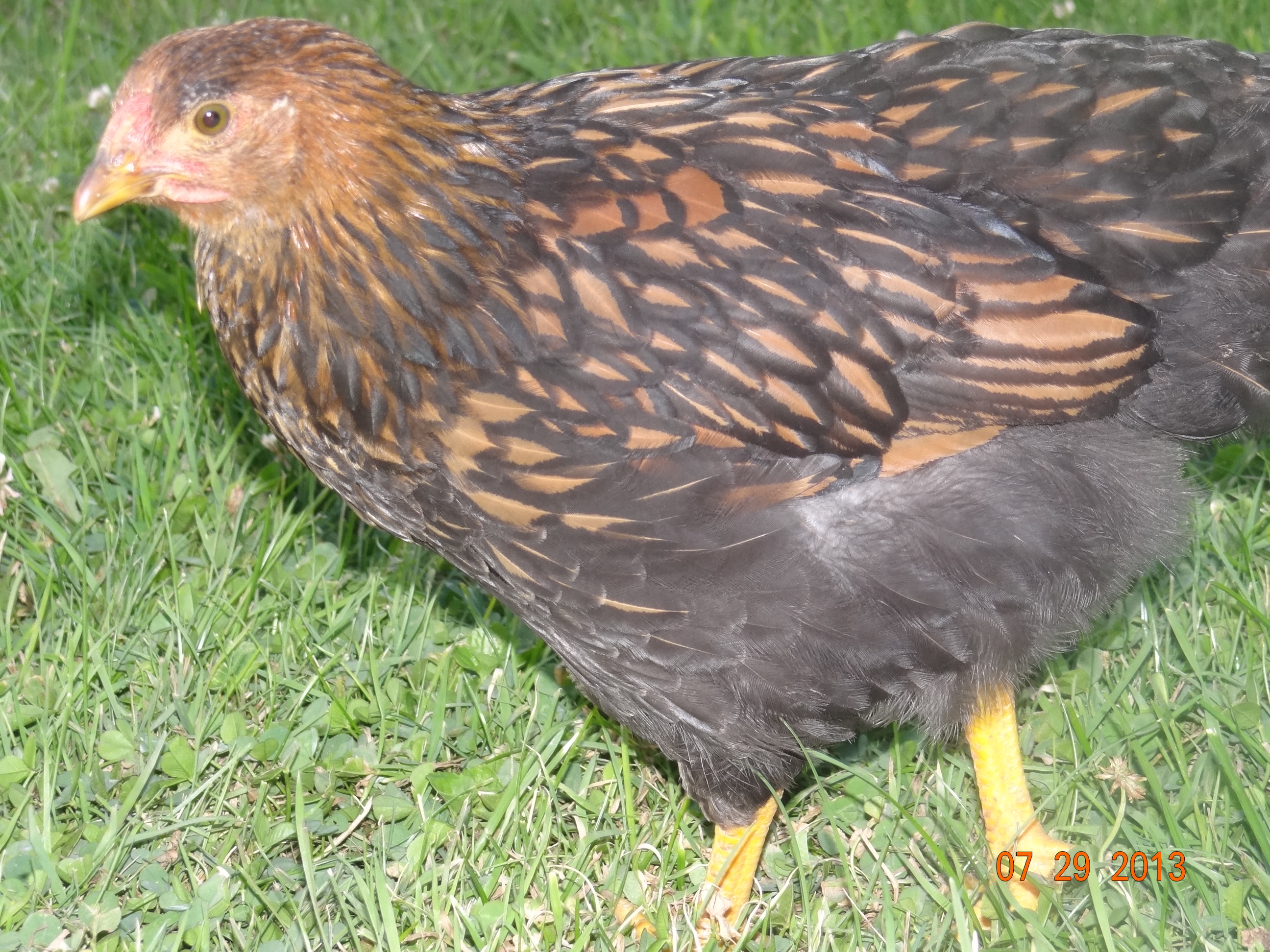 golden laced wyandotte