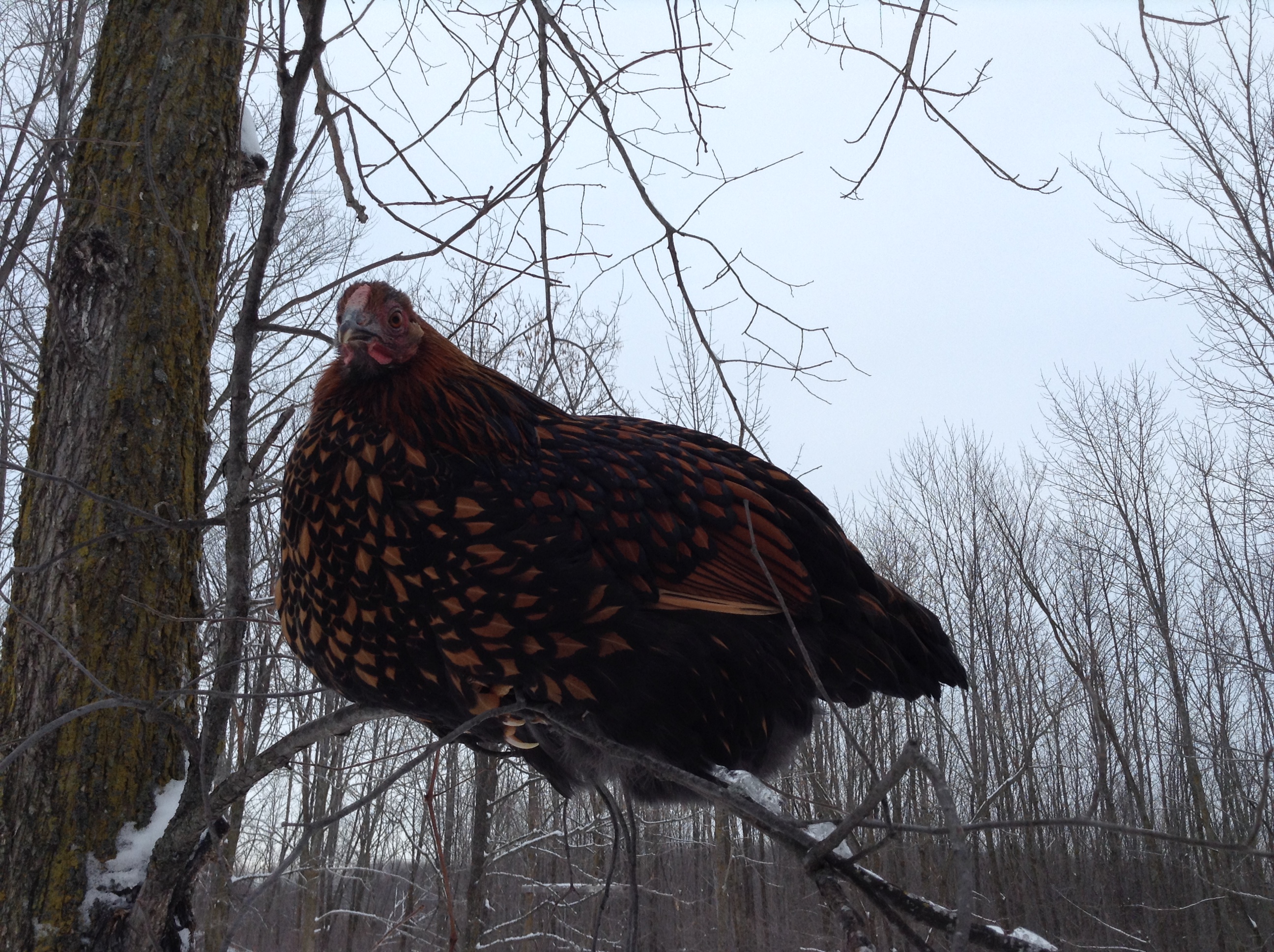 Golden Laced Wyandotte