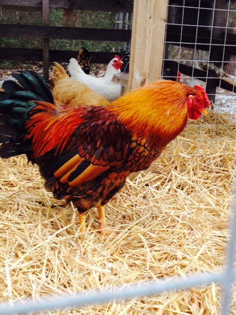 Golden Laced Wyandotte