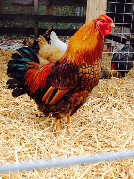 Golden Laced Wyandotte