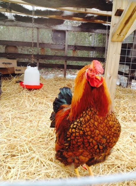 Golden Laced Wyandotte