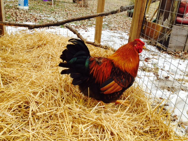 Golden Laced Wyandotte