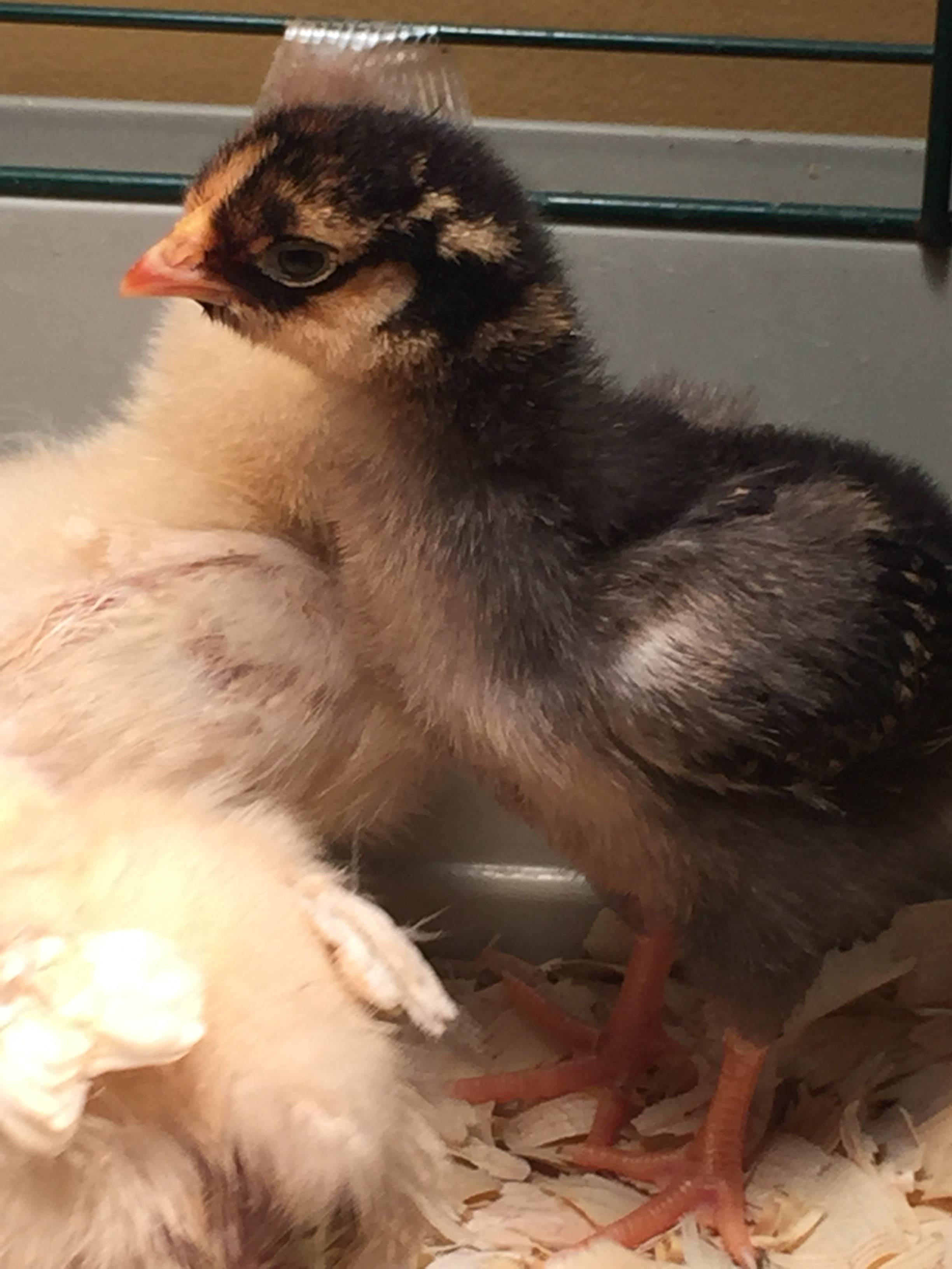 Golden Laced Wyandotte