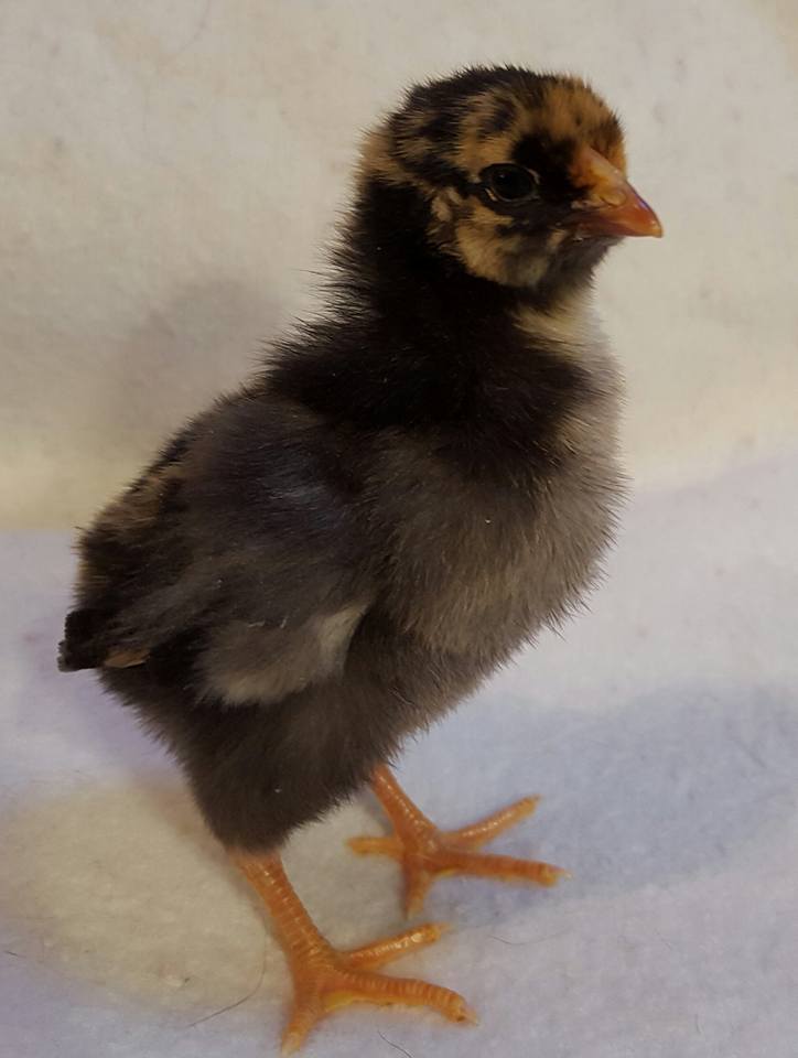 Golden laced Wyandotte