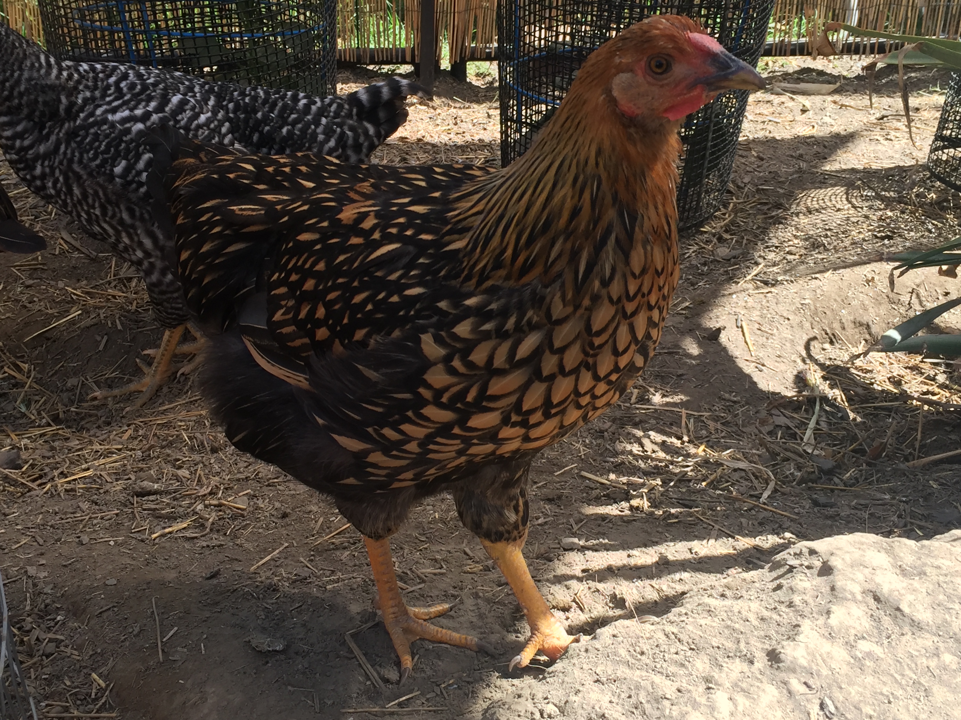 Golden laced Wyandotte