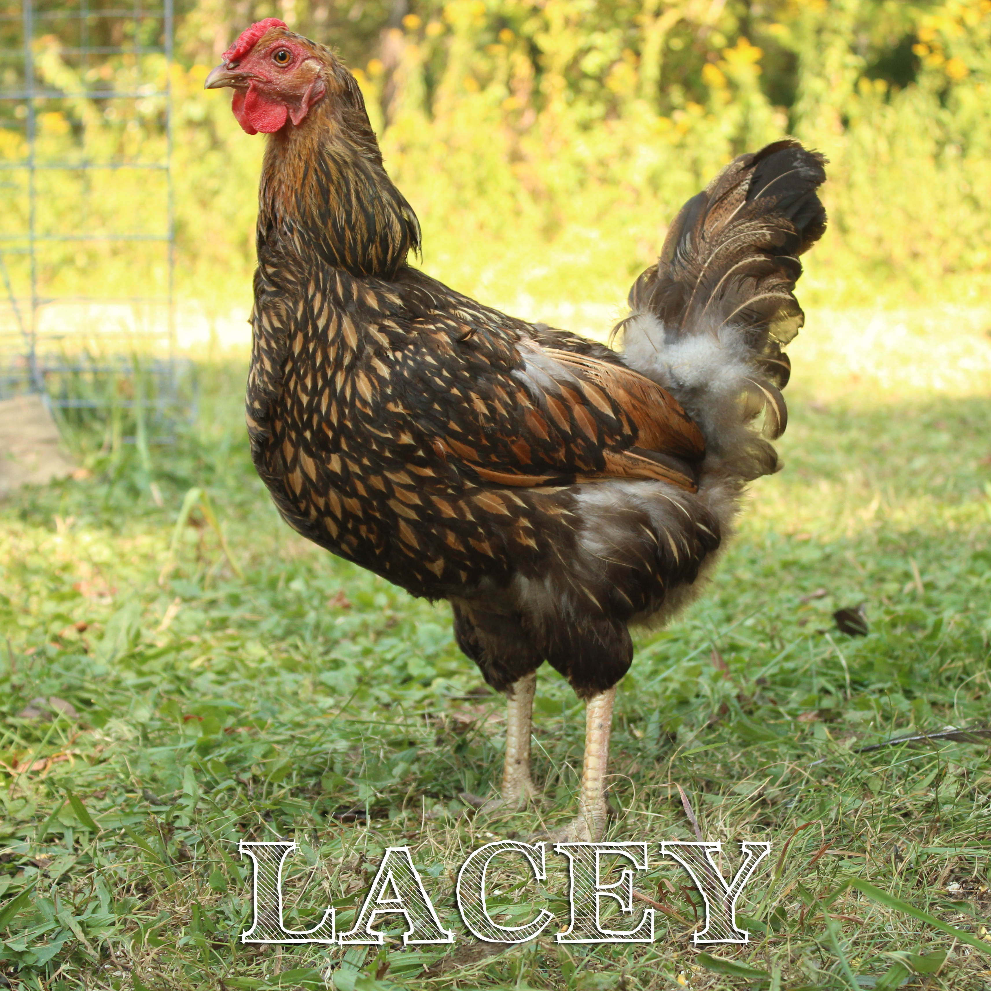 Golden Laced Wyandotte