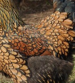 Golden Laced Wyandottes.... Nothing like a fluffy, content bird...
