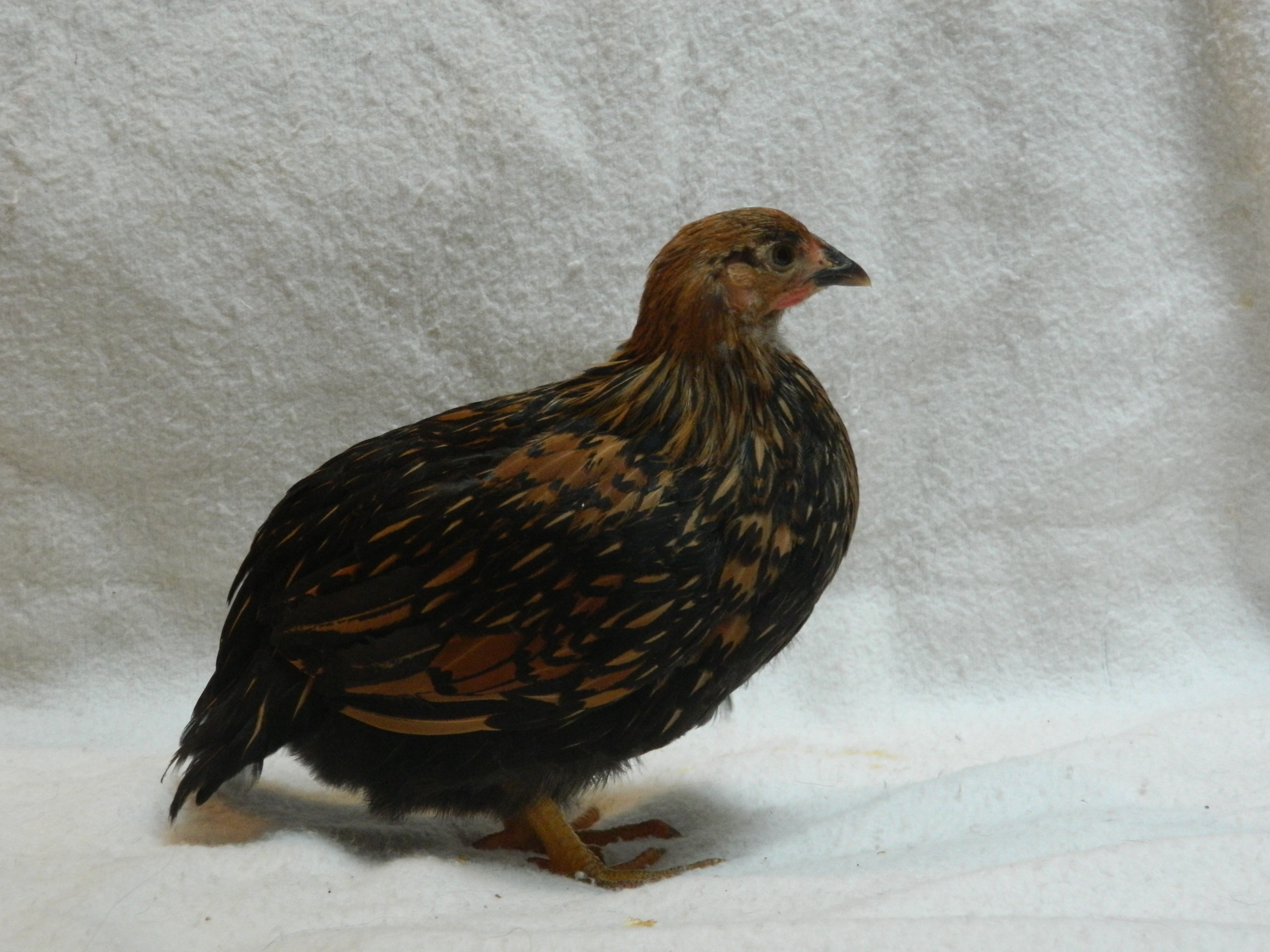 Golden laced Wyondotte, 8 weeks old