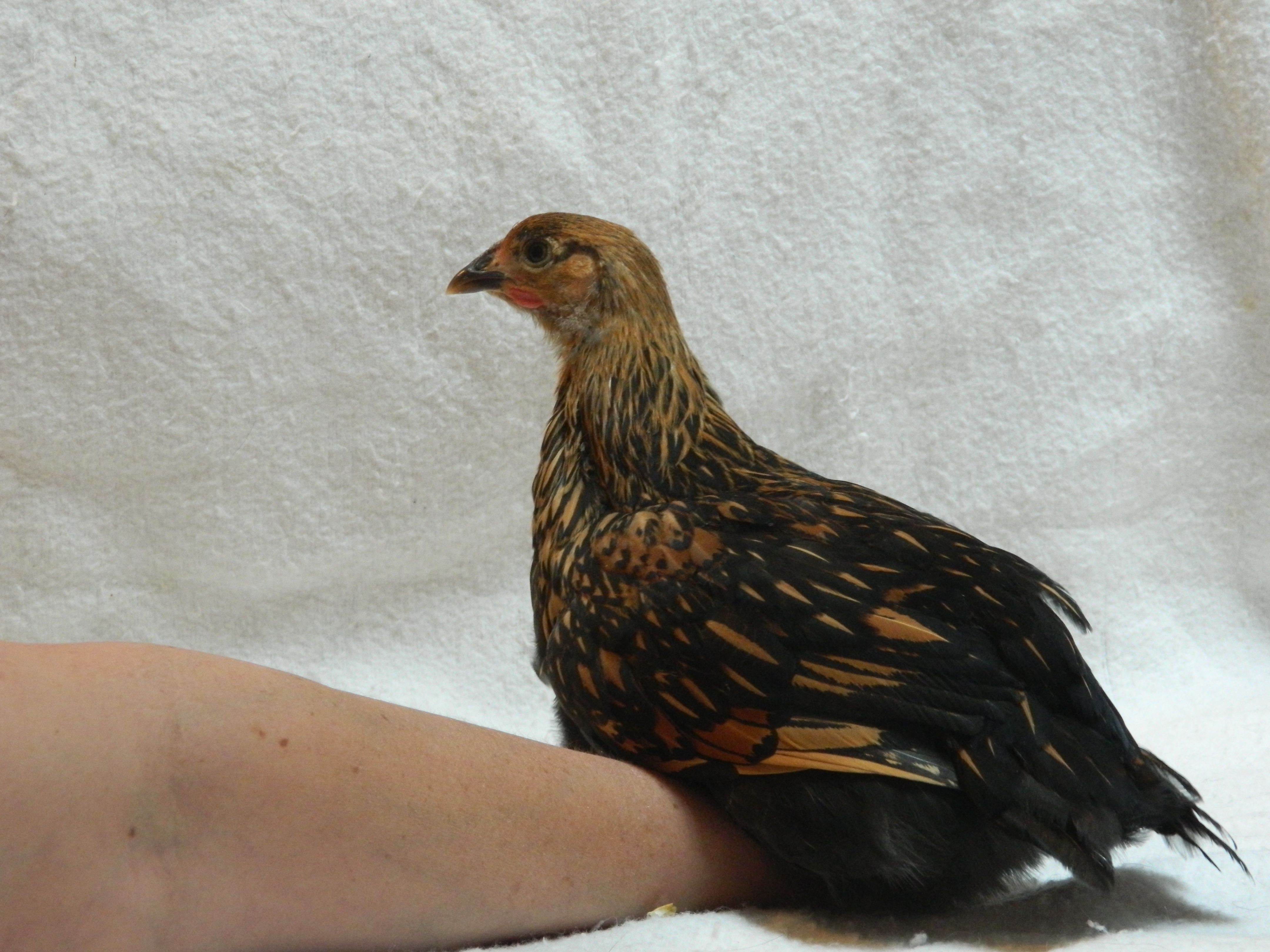 Golden laced Wyondotte, 8 weeks old